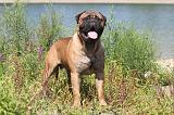 BULLMASTIFF 101